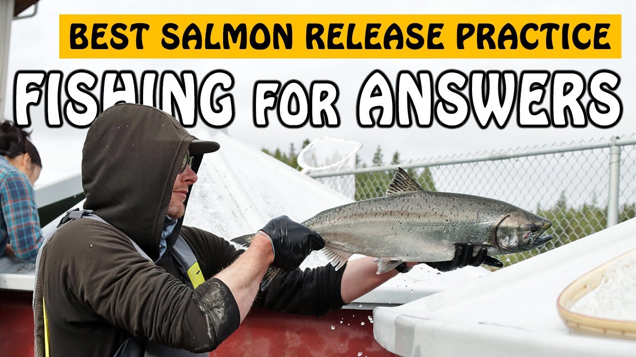 Do Salmon Survive after being Released from Fishing? | Fishing with Rod #salmonfishing #fishing