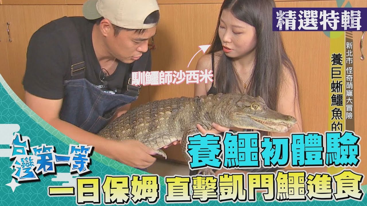 台灣第一等【養鱷初體驗 馴鱷師沙西米的巨獸萌寵／家傳鱷魚養殖場 徒手捧大鱷換池】 _精選特輯
