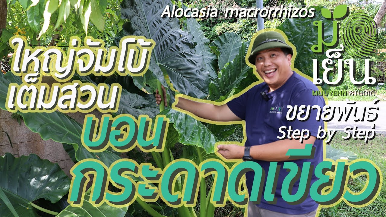 บอนกระดาดเขียว ใหญ่จัมโบ้ เต็มสวนทันใจ ไปขุดต้นมาปลูกกัน Giant elephant's ear
