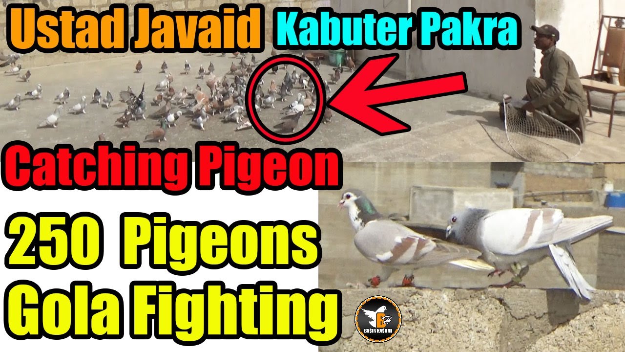Ustad Javed OR Sharif Bhai 250 Gola Pigeons Amazing Birds Fight | Catching Pigeon | Kabooter Pakra