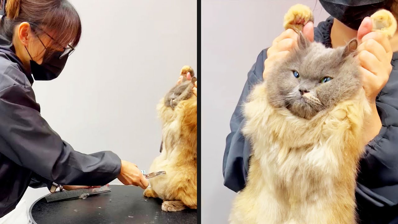 Cats Are So Done With Us