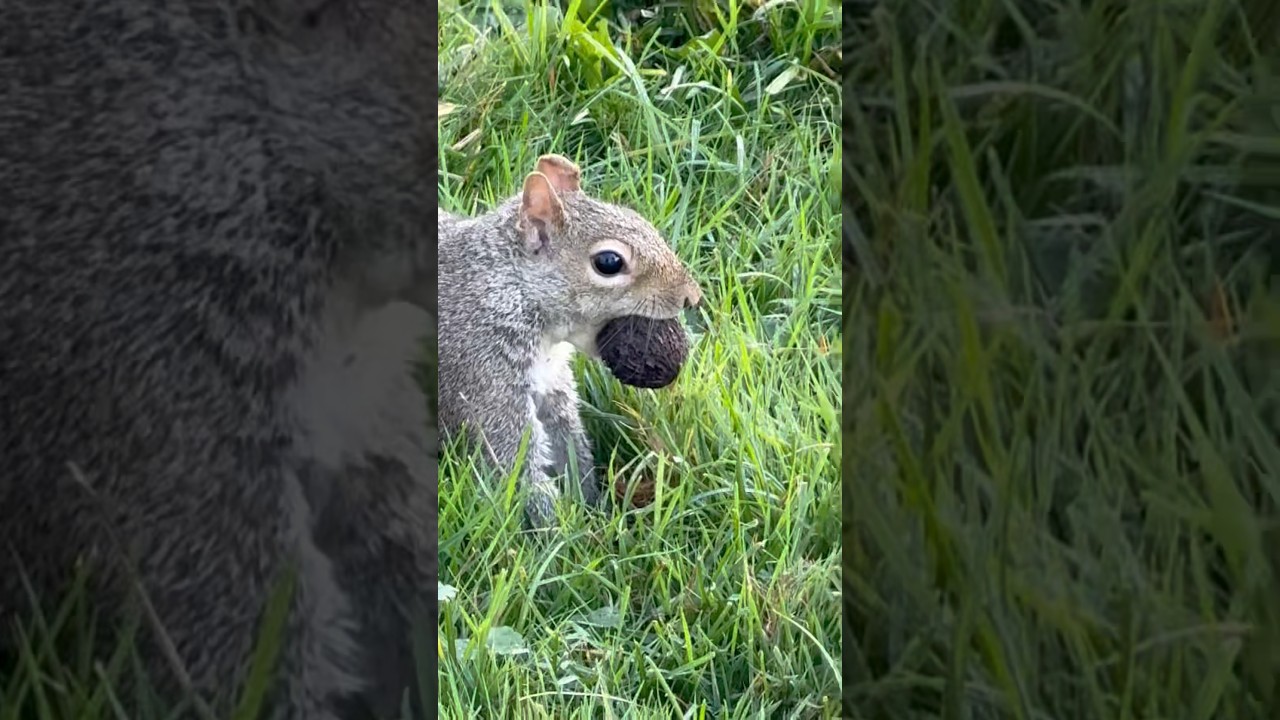 Squirrel&rsquo;s wisdom