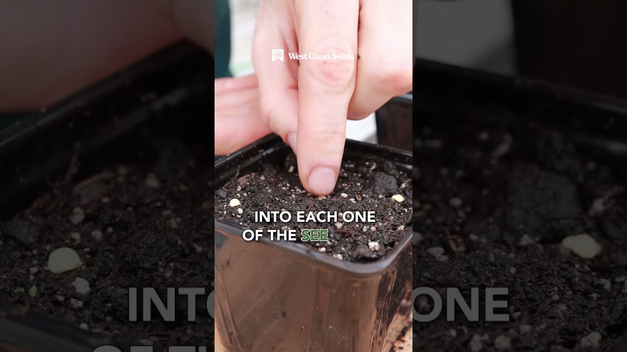 Get a SUPER high germination rate for peppers using this method. #gardenexperiment #gardeningtips