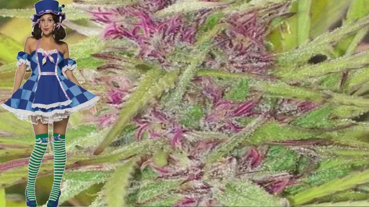 Purple Satellite &ndash; Ace Seeds