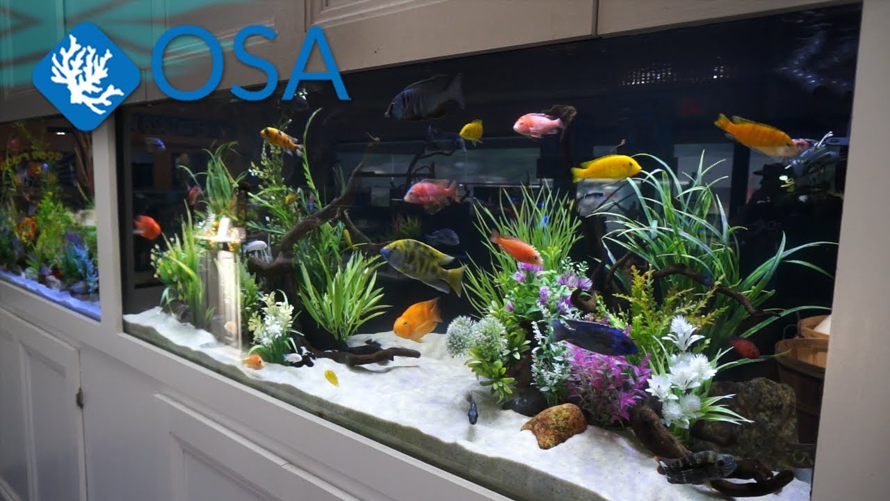 Crafting Beautiful Freshwater Tanks with Sumps and Artificial Plants