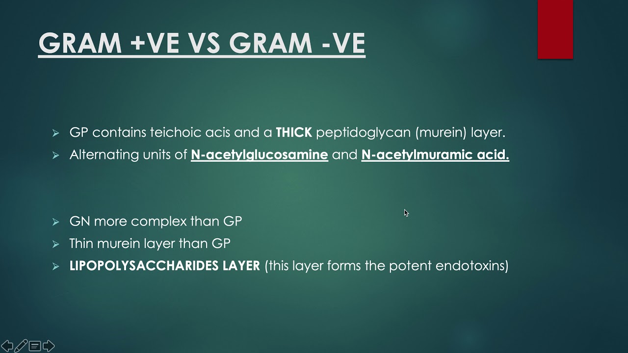 NBDE 1 - Bacteria part 1