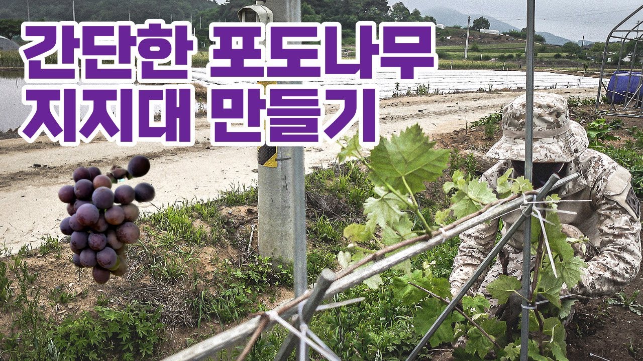 【텃밭 포도나무 초간단 지지대 만들기】 🍇