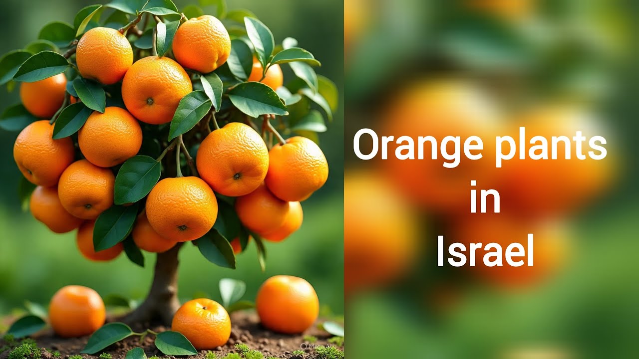 Orange plants in Israel 