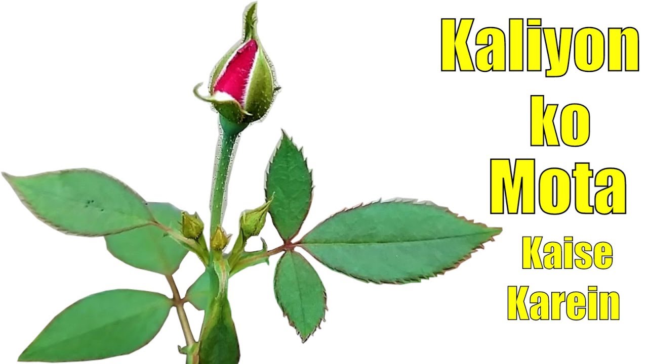 Gulab Ki Kaliyon Ko Kaise Mota Karein || How To Make Buds Bigger During Flowering