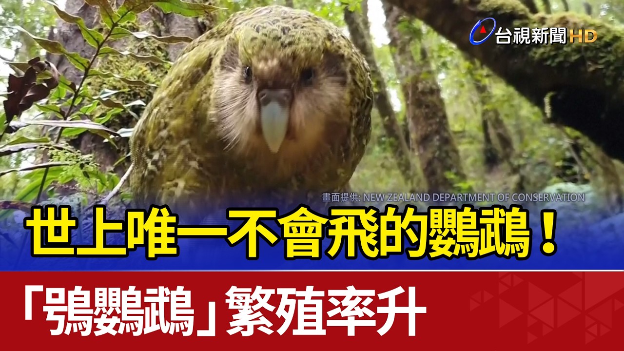 世上唯一不會飛的鸚鵡！ 「鴞鸚鵡」繁殖率升