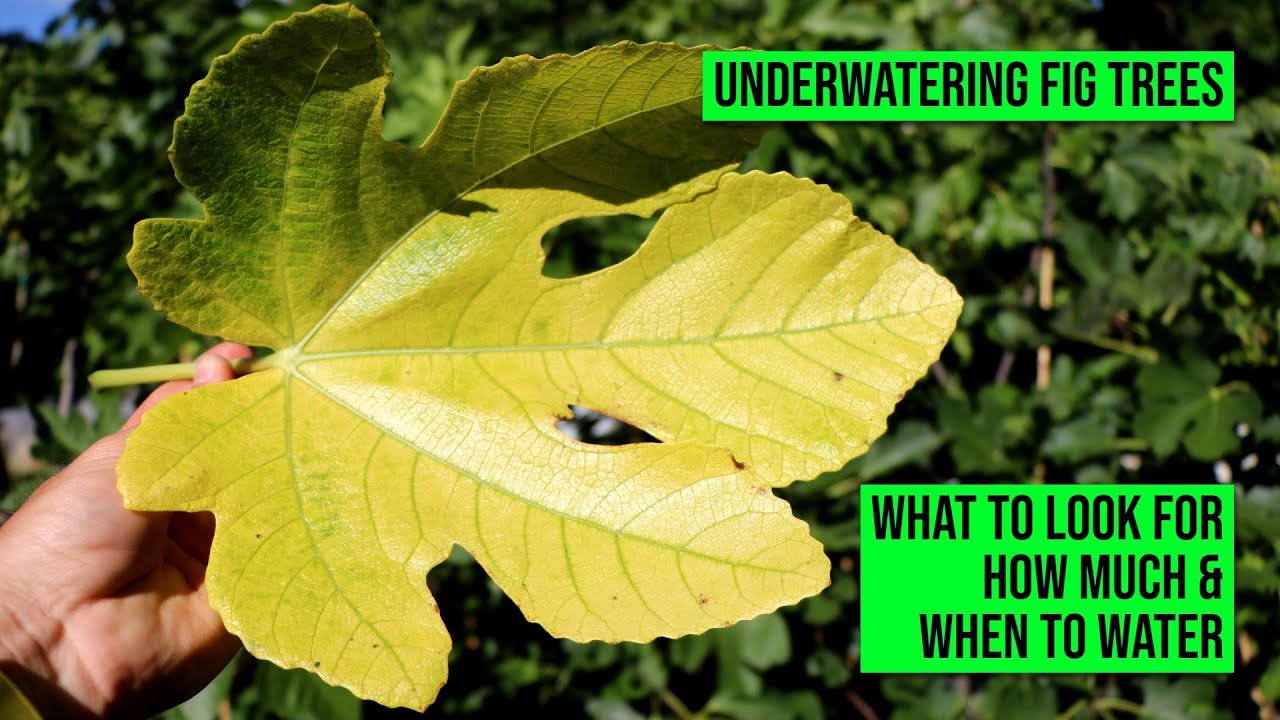 Underwatering Fig Trees: How to Know, How Much to Water & How Often