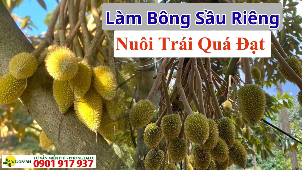Ghé Thăm Vườn Làm Bông Sầu Riêng/Vườn Nuôi Trái Quá Đạt Trái Đeo Lủng Lẳng