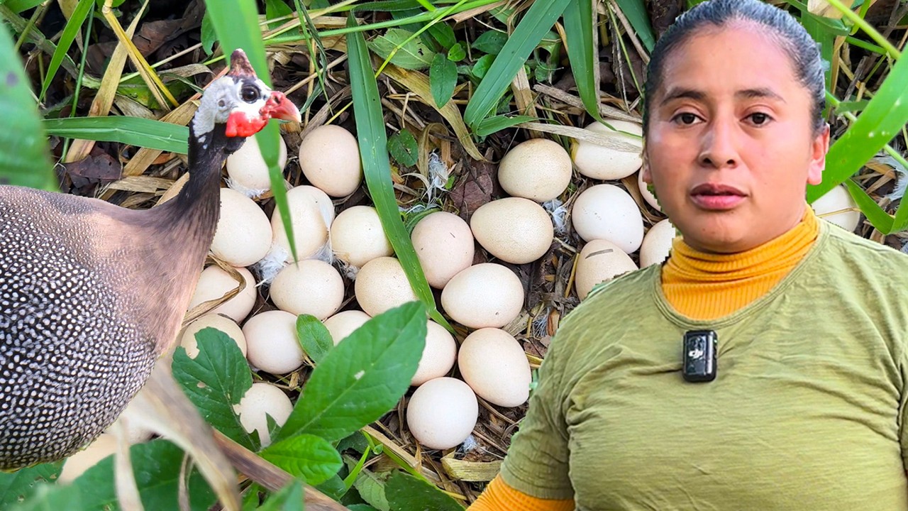 Encontré Huevos de GALLINA GUINEA en el Campo | Doña Viky