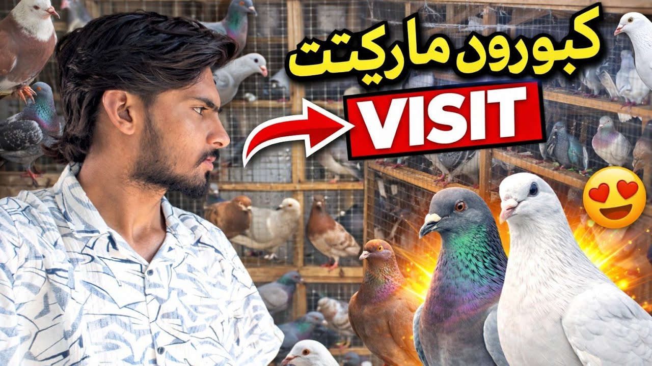 New Karachi Dua Chowk Birds Market Sector 5-F Sunday8/3/2026|Sunday birda Market Karachi🦜🐔