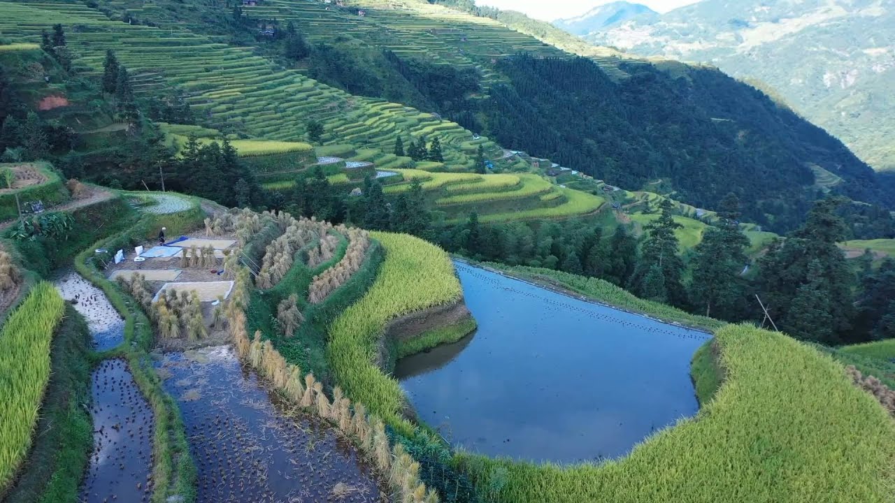 GLOBALink | How rice and fish harvested together in Guizhou, China