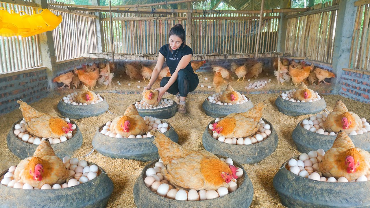 Harvesting Many Chicken Eggs On The Farm and Use Truck Take Them To Countryside Market Sell