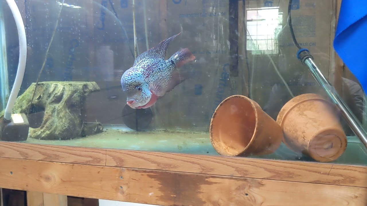 Flowerhorns and Aquarium Salt, How often to do water changes.