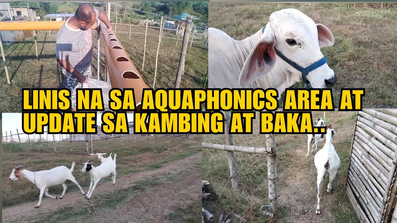 LINIS NA SA AQUAPHONICS AREA AT UPDATE SA KAMBING AT BAKA..