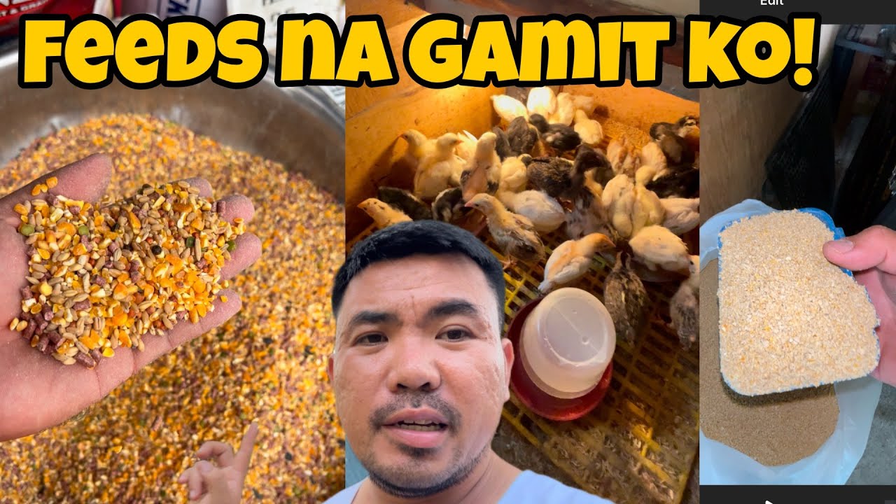 Feeds na gamit ko sa akong manokan 