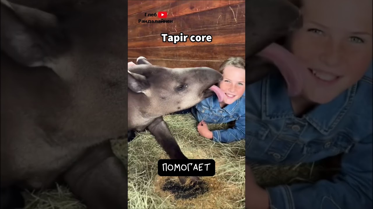 Тапир 🐽 Древнейший Носач