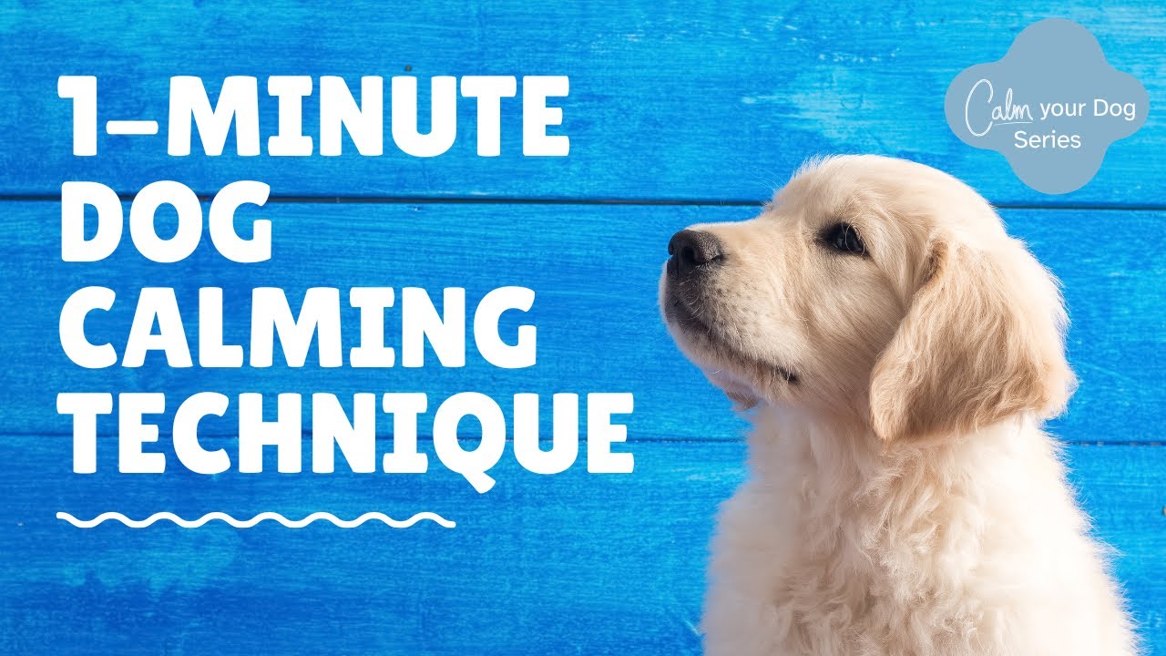 1-Minute Dog Calming Technique