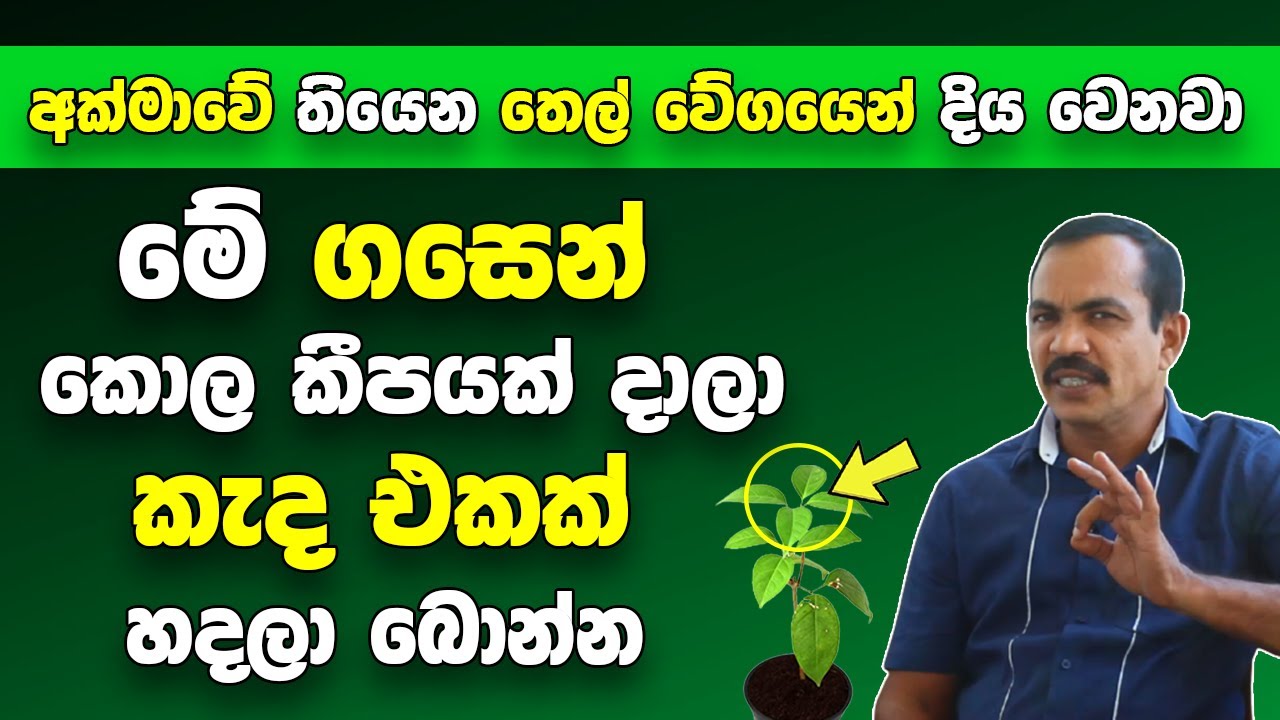 මේ ගසෙන් කොල කීපයක් දාලා කැද එකක් හදලා බොන්න | අක්මාවේ තියෙන තෙල් වේගයෙන් දිය වෙනවා | Fatty Liver