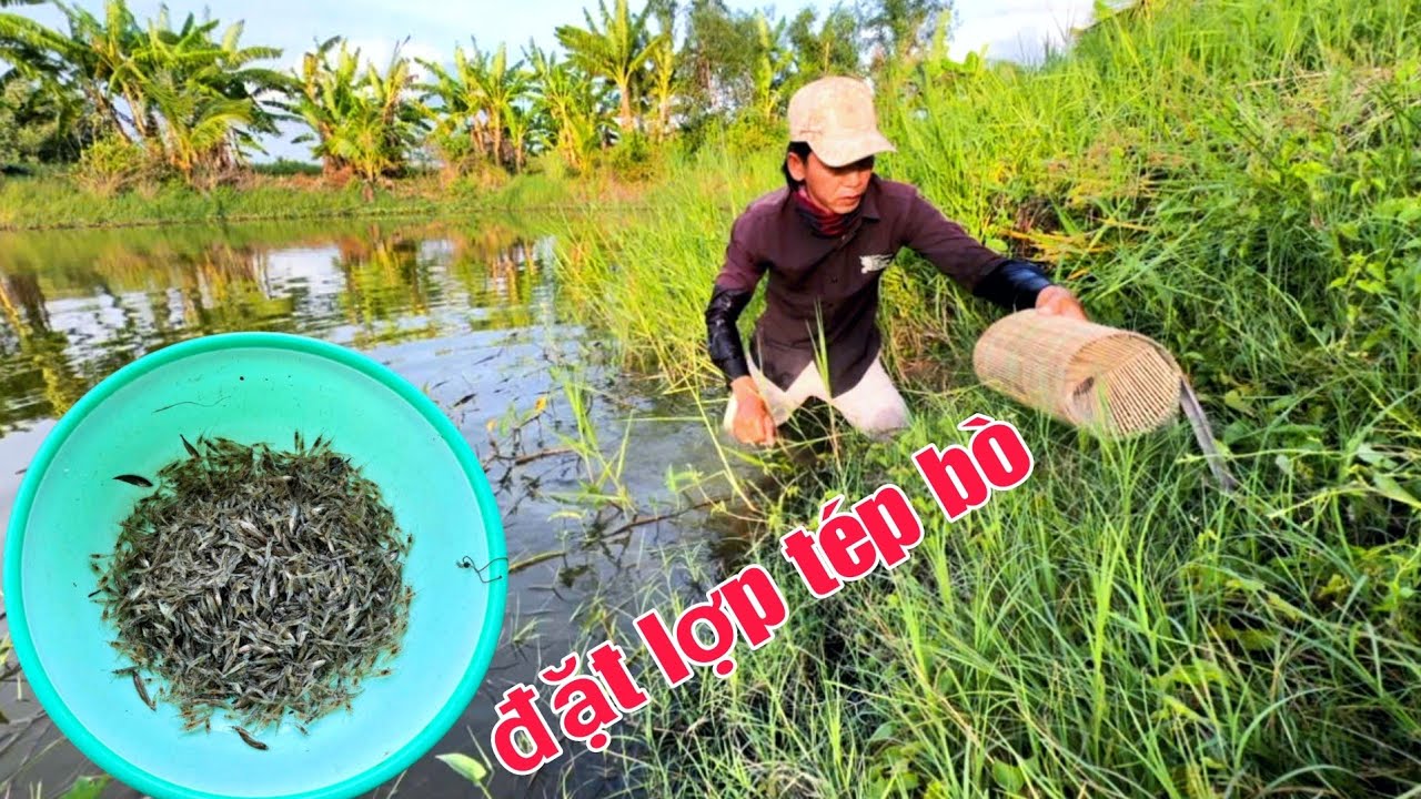 Cách Làm Mồi Đặt Tép Bò Bao Nhiêu Con Chui Hết Vô Lợp