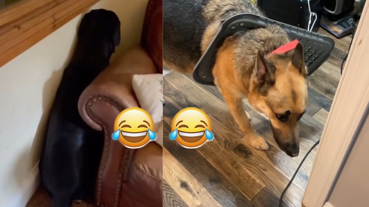 TOP 10 CANI COLPEVOLI E COLTI SUL FATTO | ANIMALI DIVERTENTI