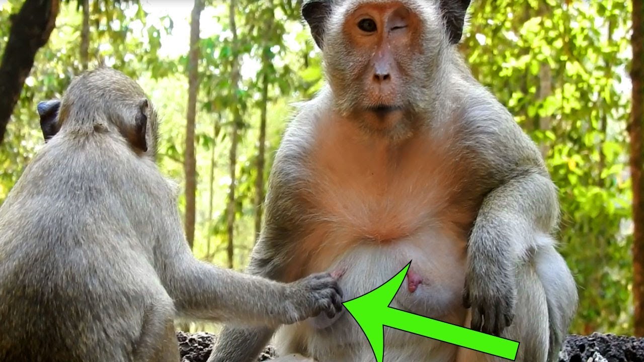 Baby Monkey Sweet Pea Cry Loudly For No More Breastfeeding |Mom Monkey Successfully Weaned Her Ba