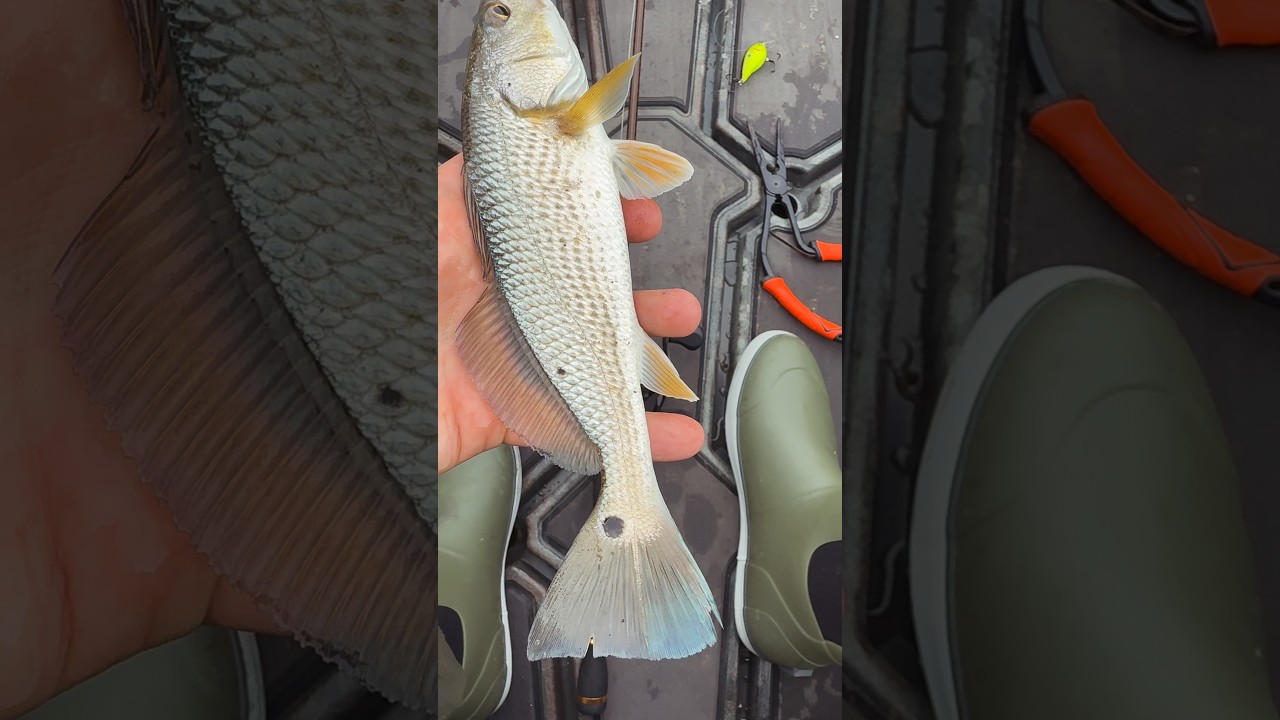 Redfish eat bass tackle too!