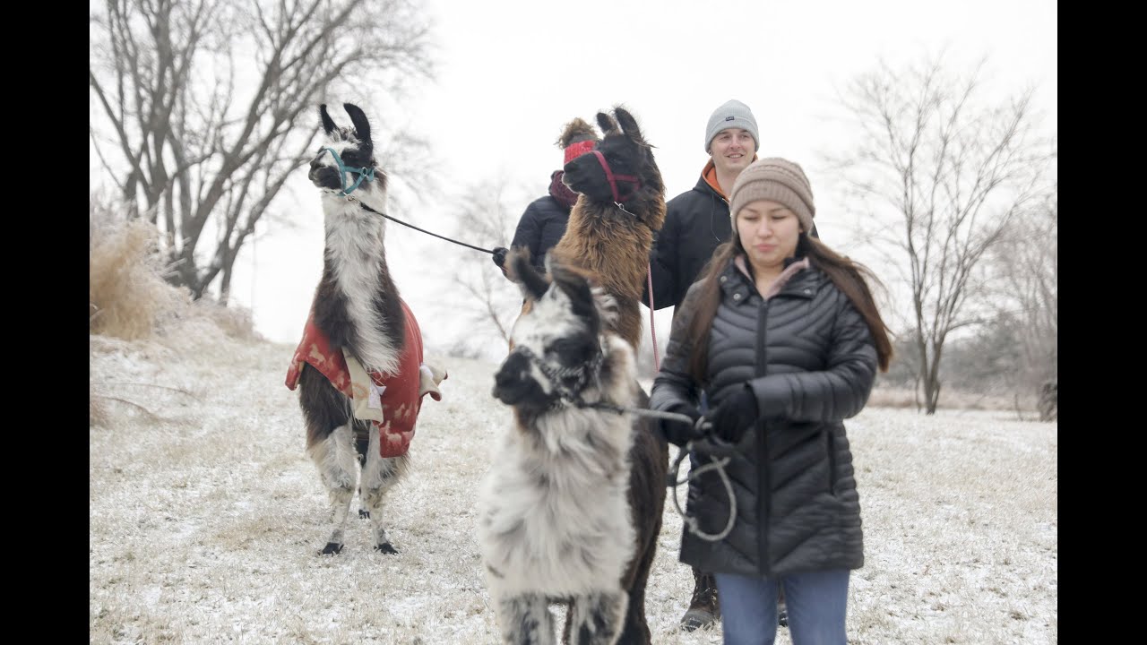 Hike with llamas at Prairie Patch Farm