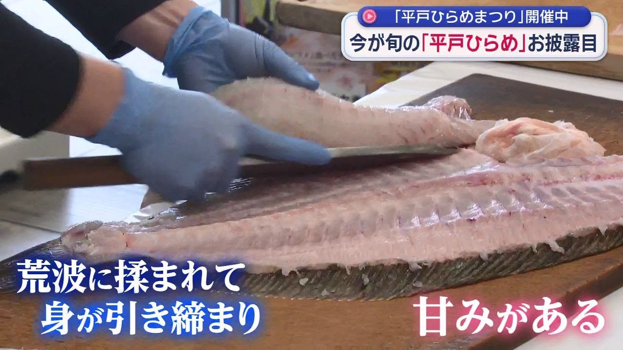 荒波にもまれた“平戸ひらめ”　「産卵時期で身が厚く、脂がのっています」