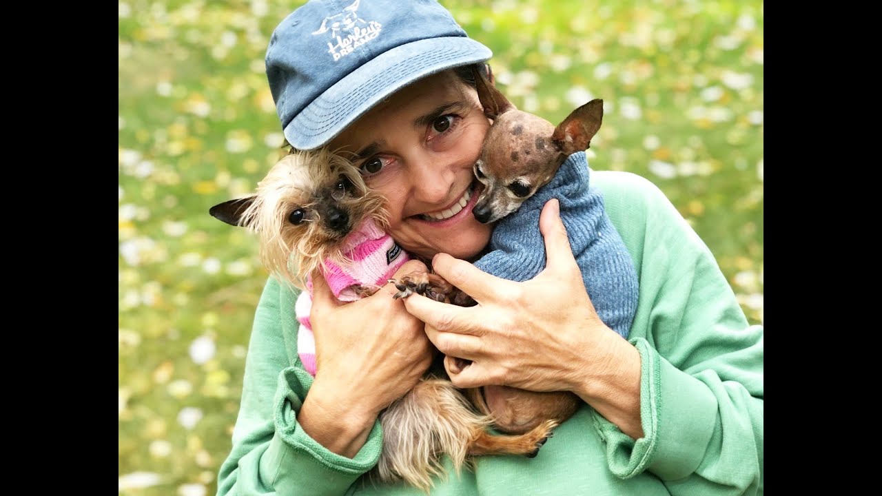 85 Dogs Saved by Harley's Dream in 2020 - Senior Dog Rescue