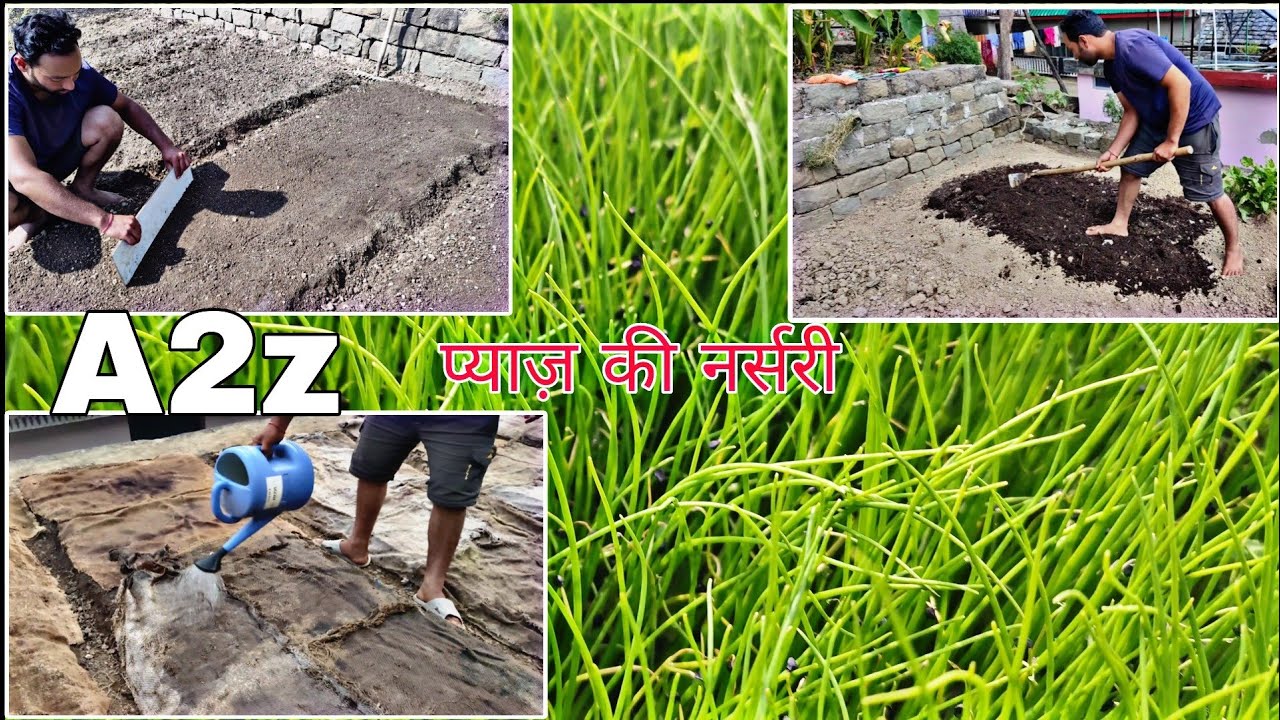 Pyaz Ki Nursery Kaise Dale | Onion Nursery | Pyaz Ki Kheti | Praveen Thakur | प्याज़ की नर्सरी