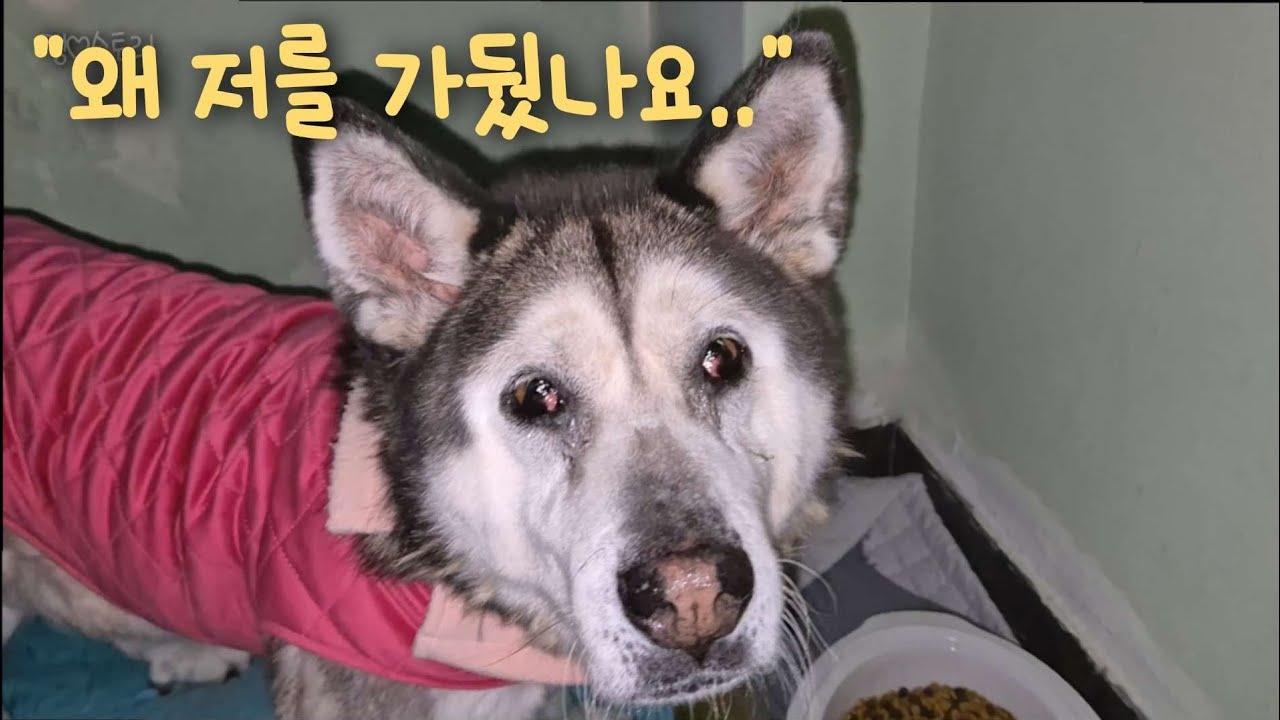 저는 잘못한 게 없는데 왜 갇혀 살아야 하나요..