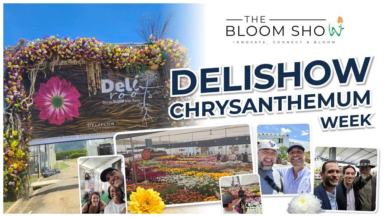 The Bloom Show at La Ceja, Colombia: Delishow Highlights During Chrysanthemum Week