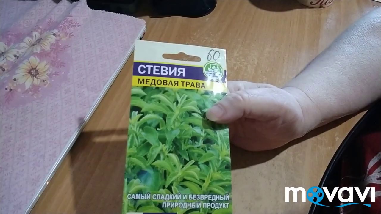 Стевия, медовая трава. Посев и всходы.