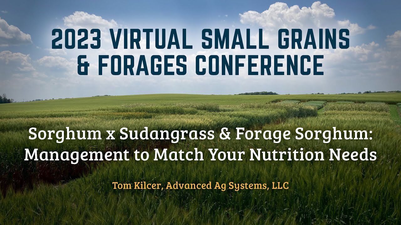 Sorghum x Sudangrass & Forage Sorghum: Management to Match Your Nutrition Needs