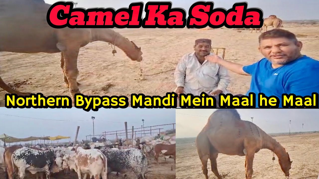 Northern Bypass Cow Mandi 3rd Visit | Mandi Mein Maal he Maal