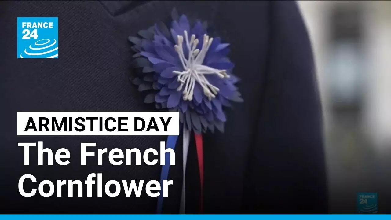 Armistice Day Commemorations: Why the French wear a 'Bleuet'? &bull; FRANCE 24 English