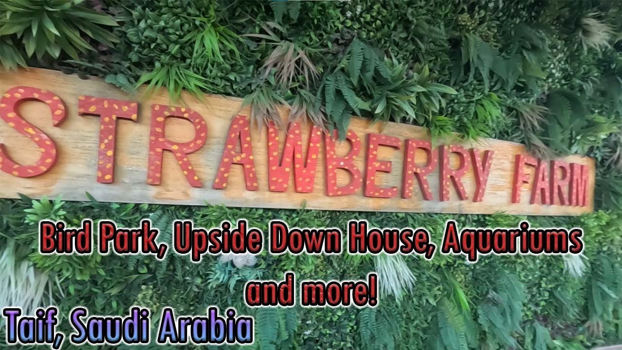 Unique Strawberry Farm -Taif, Saudi Arabia, What's inside? Bird Park, Upside Down House, shops #taif