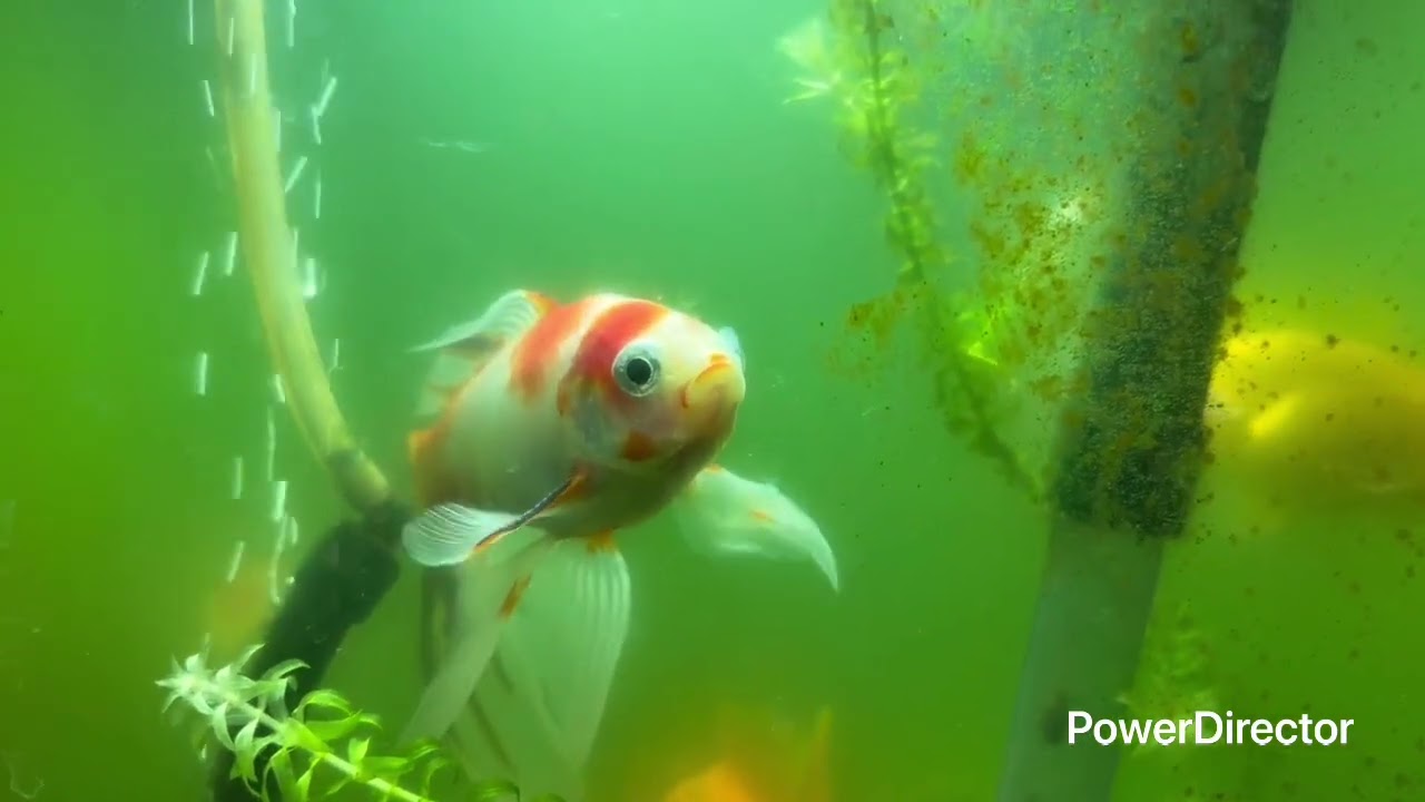 金魚水槽　2月17日
