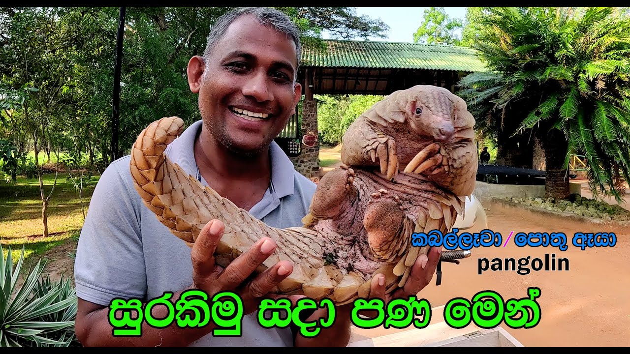 The pangolin - ( KABALLAWA )