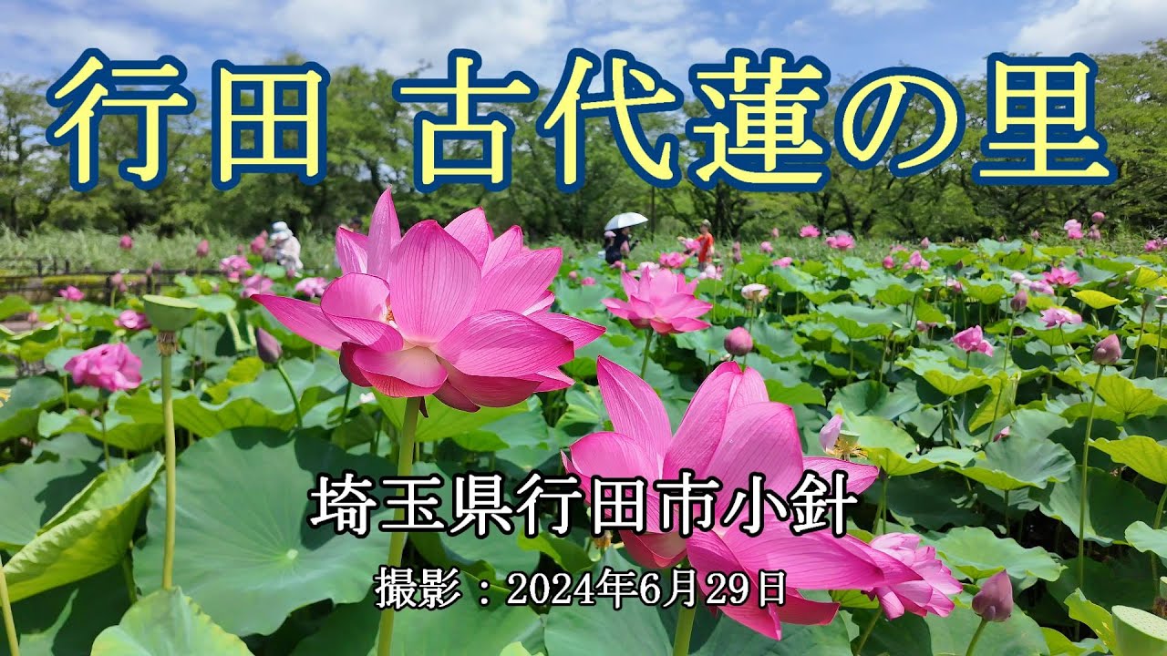 行田 古代蓮の里 [4K] 