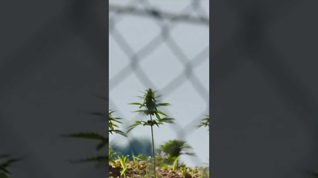 Legal 100 acres  outdoor Cannabis farm.  #cannabis #weed #marijuana