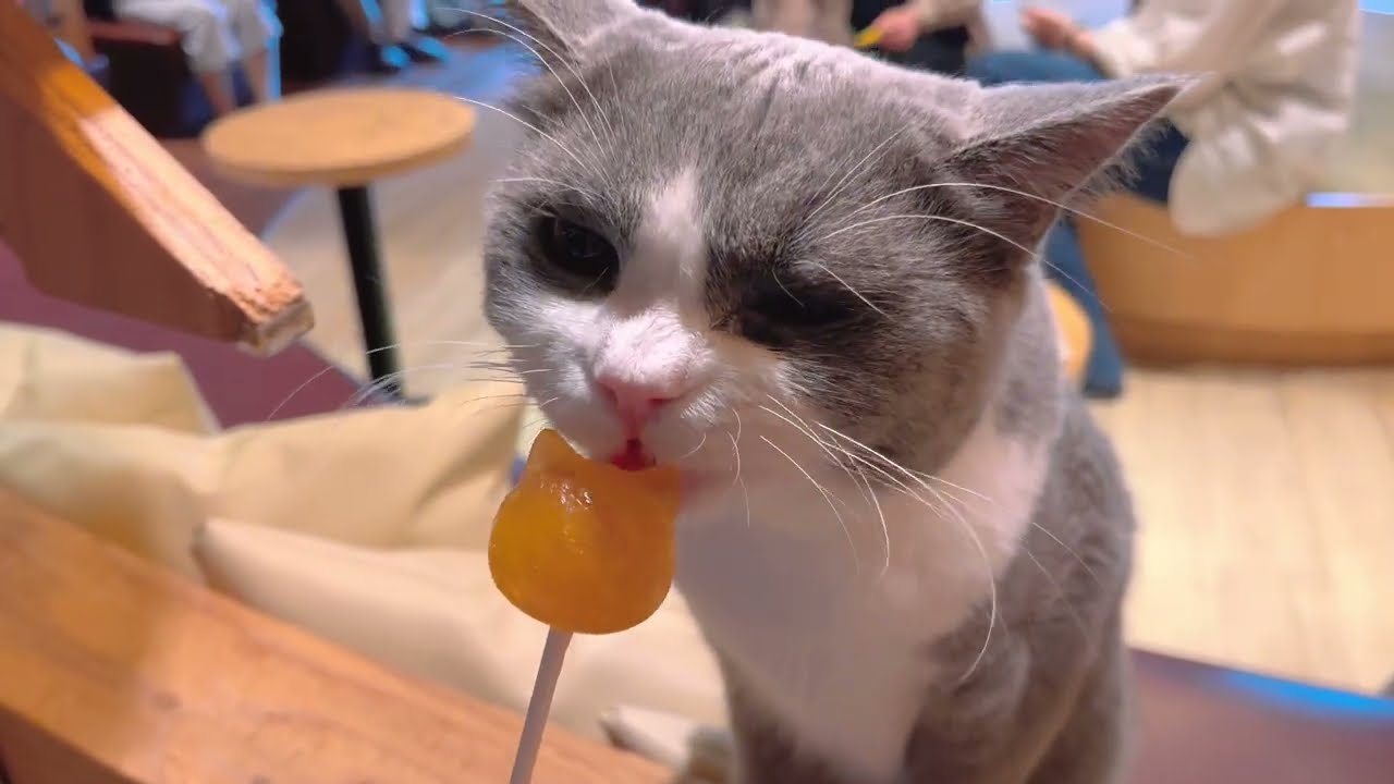 [4K HDR] Trying Japan's $25  Cat Cafe🐈| Mocha Lounge Ikebukuro West Exit Store