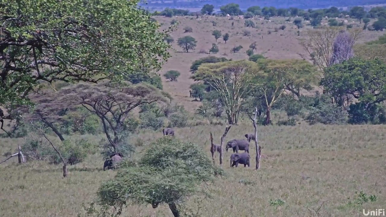 Animals crossing at Anantya Serengeti