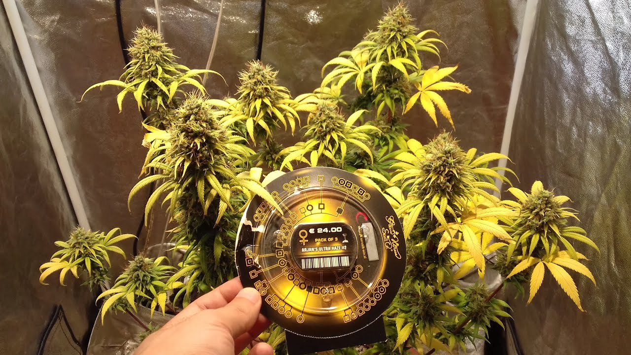 cultivo cannabis medicinal, colheita arjan's ultra haze#2(35 de vegetativo, 9 semanas na flora&ccedil;&atilde;o