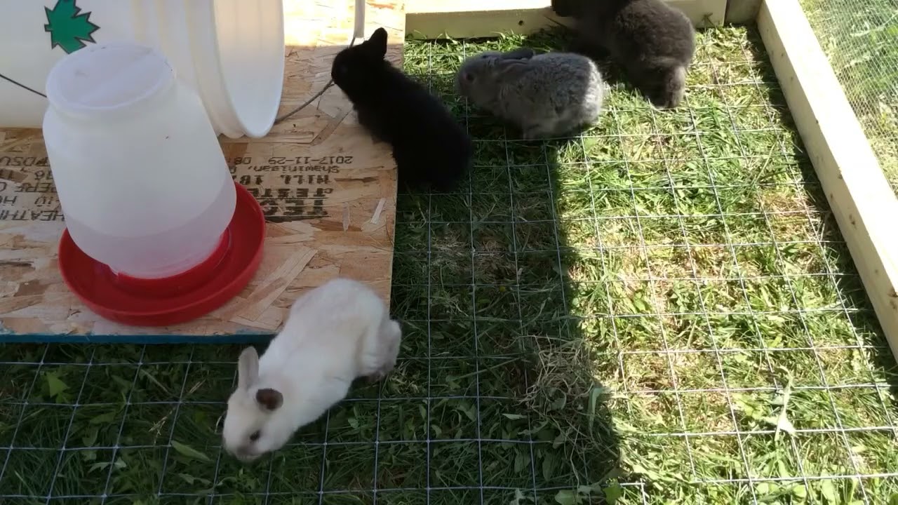 &Eacute;levage de lapin sur ma micro ferme