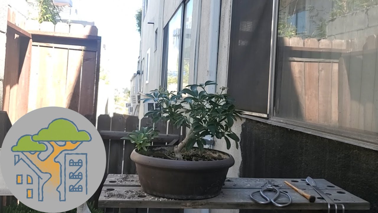 Dwarf Schefflera Bonsai Feb 22